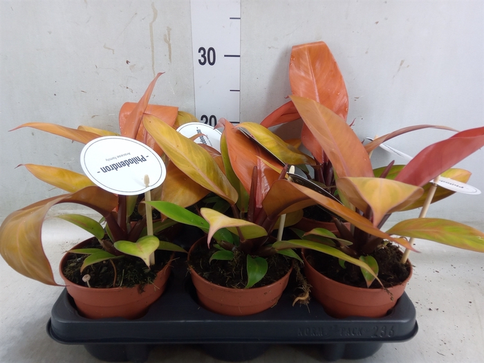 <h4>Philodendron   ...</h4>