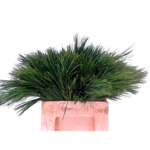 PINUS STROBUS