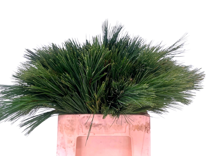 <h4>PINUS STROBUS</h4>