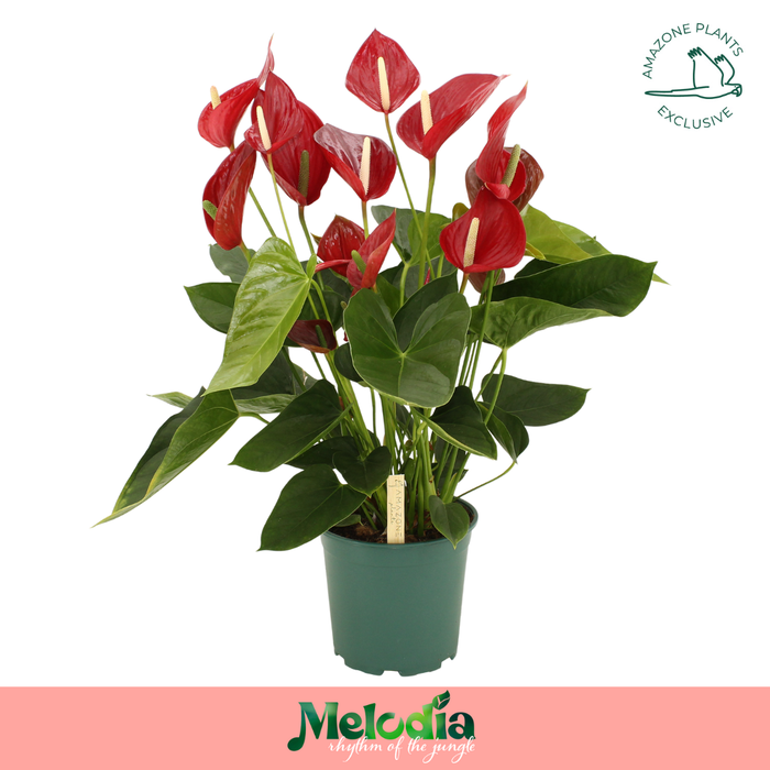 <h4>Anthurium Melodia Red 21cm</h4>