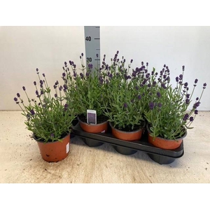 !! PROMO !! LAVANDULA BLUE SCENT P14
