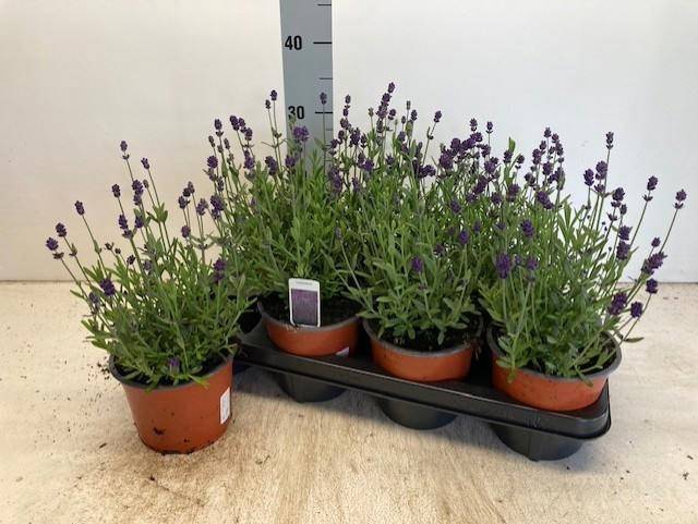 <h4>!! PROMO !! LAVANDULA BLUE SCENT P14</h4>