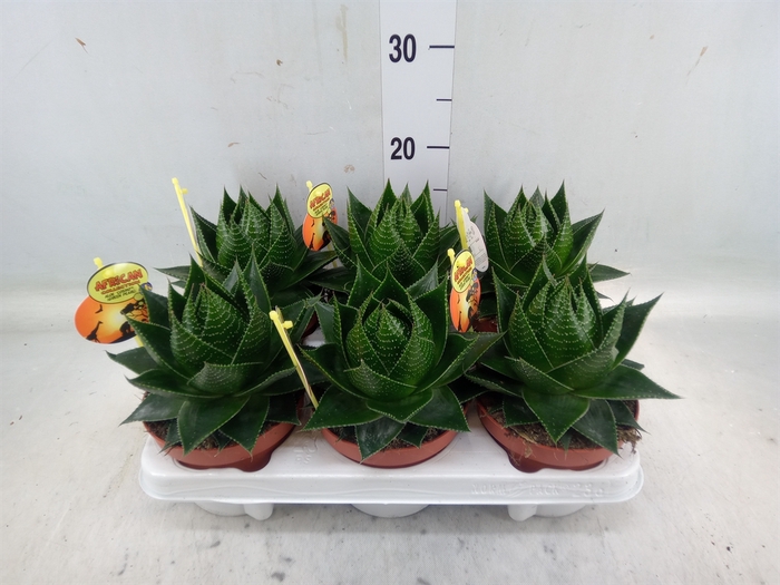 <h4>Aloe aristata 'Cosmo'</h4>