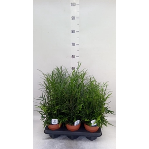 Pteris ensiformis