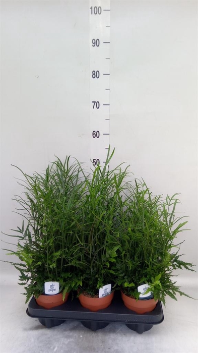 <h4>Pteris ensiformis</h4>