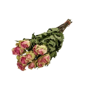 Dried flowers Rose 50cm x10