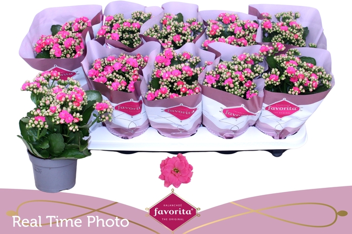 <h4>KAL GE PERFECTA PINK</h4>