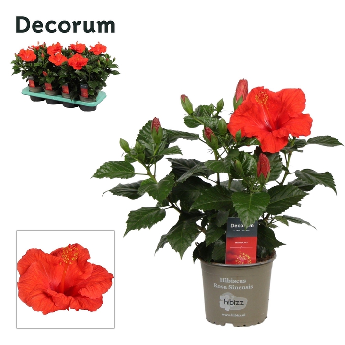 <h4>Decorum Hibiscus Bordeaux rood</h4>