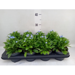 Myosotis sylv. 'Mon Amie'