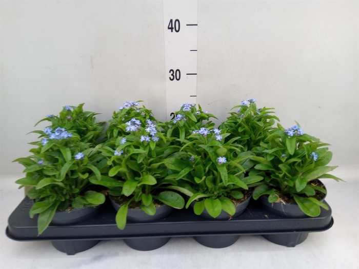 <h4>Myosotis sylv. 'Mon Amie'</h4>
