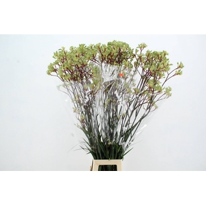 ANIGOZ ARANKA 120CM