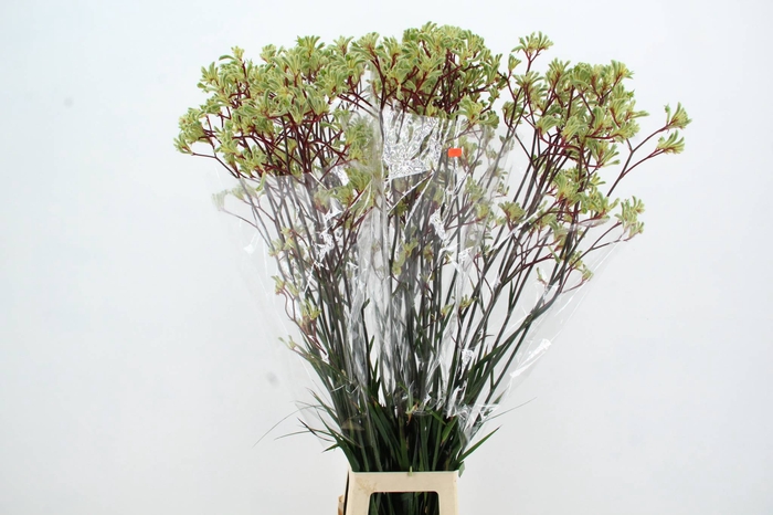 <h4>ANIGOZ ARANKA 120CM</h4>