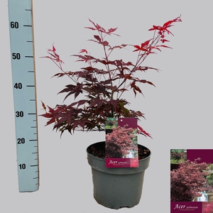 ACER PA ATROPURPUREU