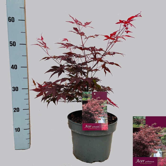 <h4>ACER PA ATROPURPUREU</h4>