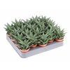Haworthia Limifolia mini AL5022