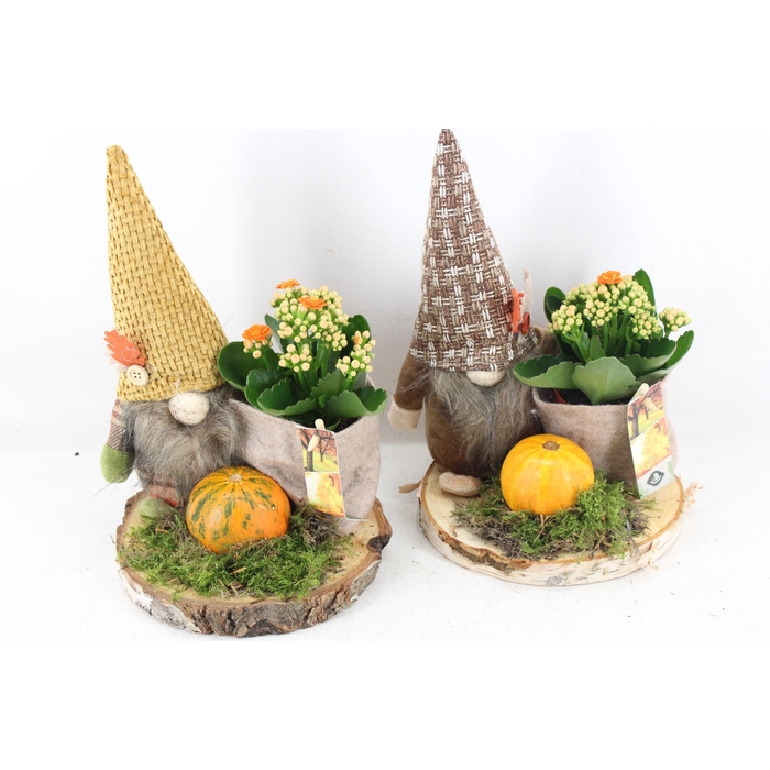 <h4>Arr2 Js - Hout Schijf Gnome X3</h4>