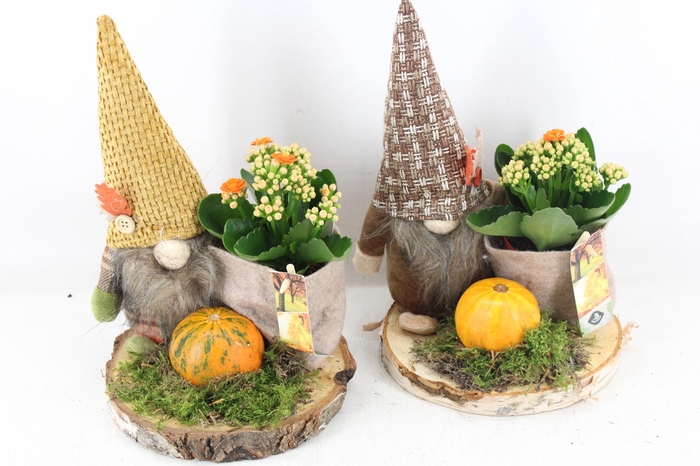 Arr2 Js - Hout Schijf Gnome X3