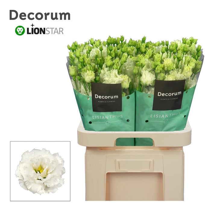 <h4>EUS G ALISSA PUR WHI</h4>