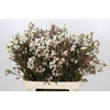 Chamelaucium Moonlight Delight