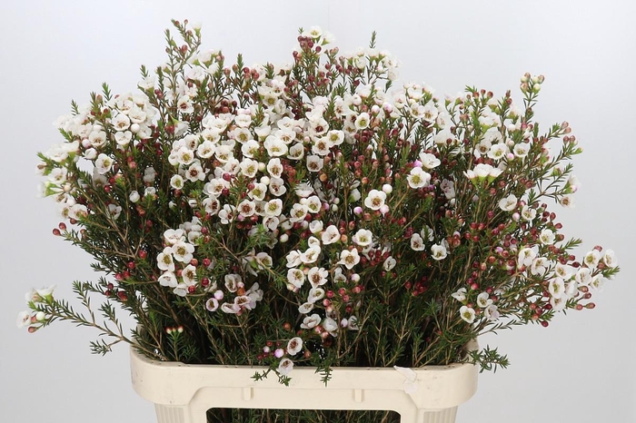 <h4>Chamelaucium Moonlight Delight</h4>