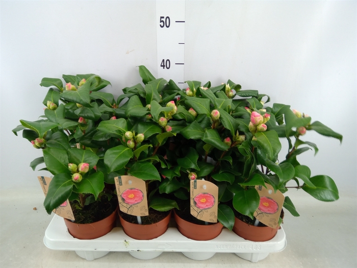 <h4>Camellia reticulata 'Mary Williams'</h4>