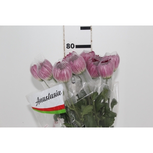 ANASTASIA COUTURE 080 CM