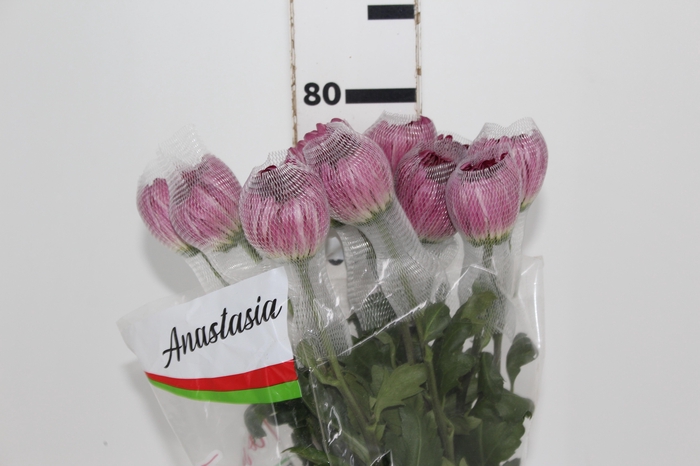<h4>ANASTASIA COUTURE 080 CM</h4>
