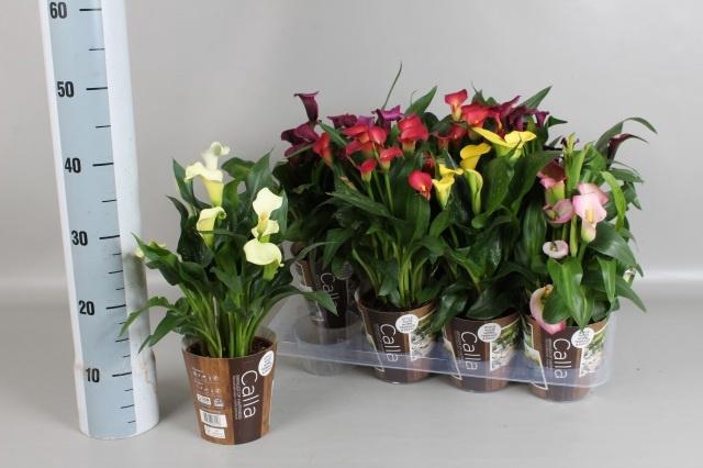 <h4>ZANT GEM 6 KL</h4>