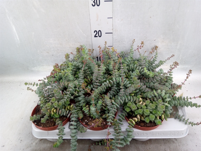 <h4>Crassula marnieriana</h4>