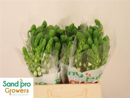 <h4>Ornit Thy Milky Way</h4>