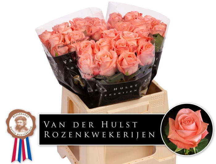 <h4>R Gr Big Girl Hulst</h4>