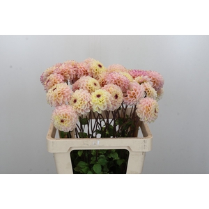 Dahlia Wine Eyed Jill