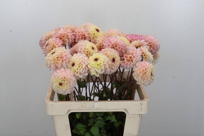 Dahlia Wine Eyed Jill
