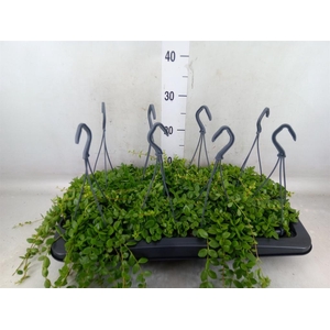 Kalanchoe NF manginii