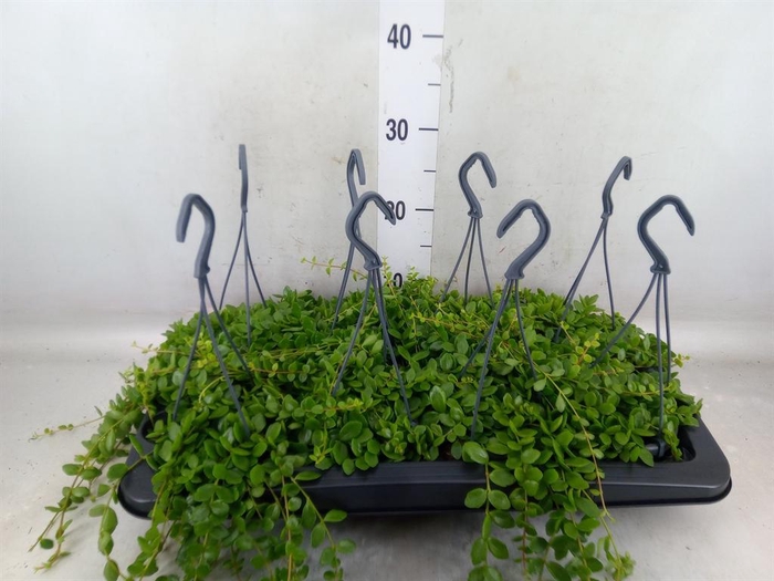 <h4>Kalanchoe NF manginii</h4>