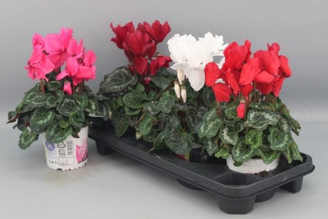 <h4>CYCL GR HAL CURLY</h4>