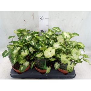 Syngonium  'Pixie'