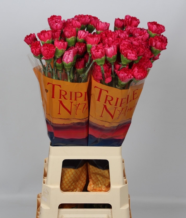 <h4>DI ST BIZET</h4>