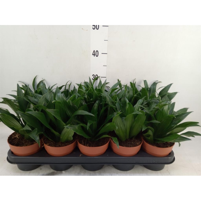 <h4>Dracaena frag. 'Compacta'</h4>
