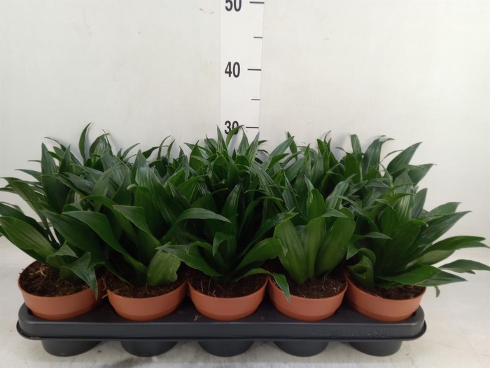 Dracaena frag. 'Compacta'