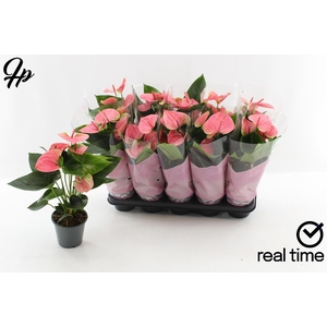 ANTHU AN SWEET DREAM