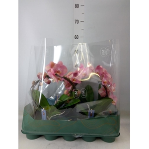 Phalaenopsis   ...rose