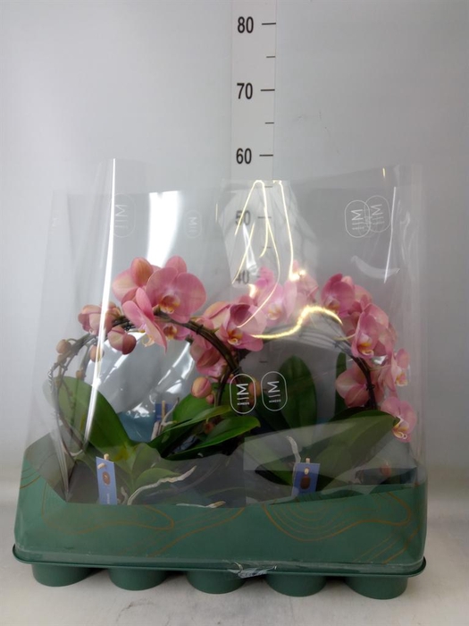 <h4>Phalaenopsis ...rose</h4>