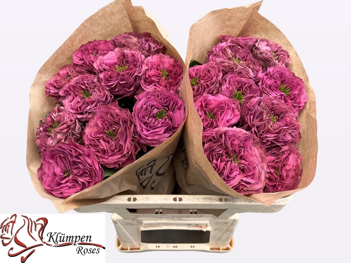 <h4>R GR PURPLE DELIGHT</h4>