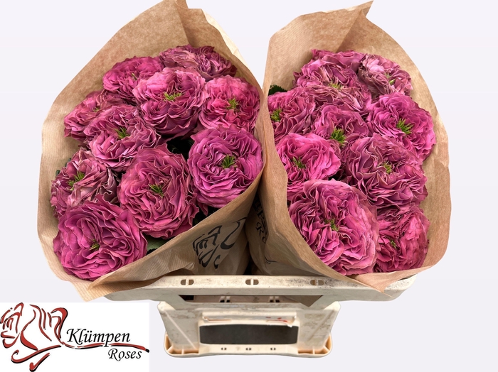 <h4>R GR PURPLE DELIGHT</h4>