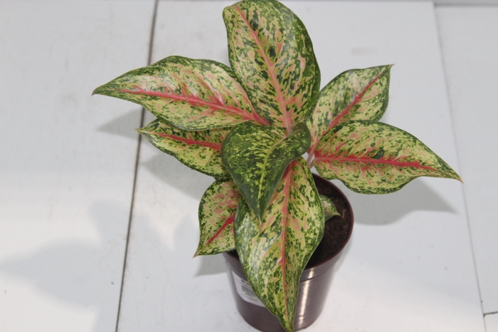 <h4>AGLAONEMA KARAT P12</h4>