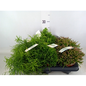 Rhipsalis   ...mix