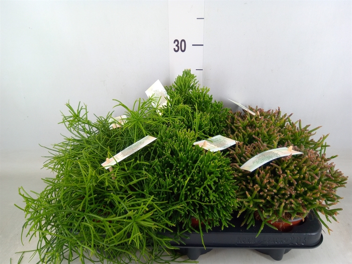 <h4>Rhipsalis   ...mix</h4>