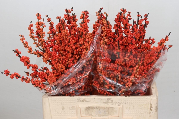 <h4>Ilex Winter Gold</h4>