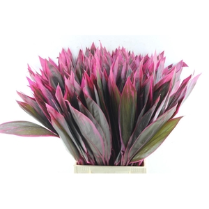 Cordyline Red Sister